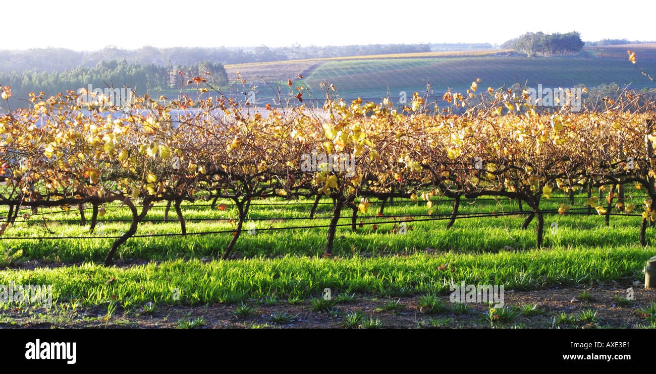 vendanges tardives Banque D'Images