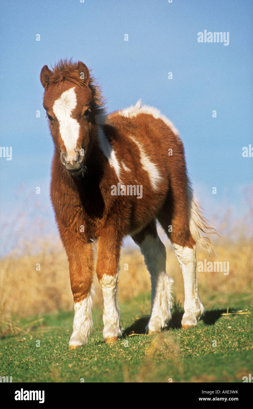 Falabella poulain Cheval miniature - standing on meadow Banque D'Images