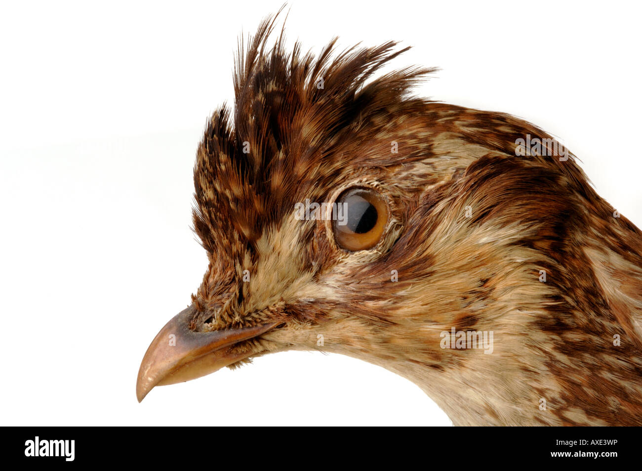 Oiseaux éteintes, Tympanuchus cupido cupido, Heath Hen, Yale Peabody Museum collection, YPM 97252 Banque D'Images