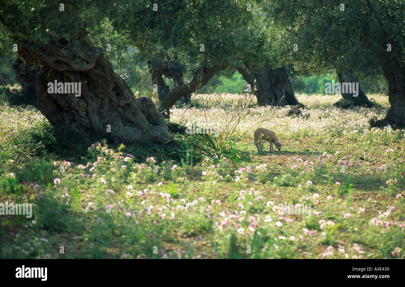 Mallorca Majorque Iles Baleares Espagne Baleares agneau mouton paissant dans l'ancienne oliveraie paysage pré. Fleurs d'été Banque D'Images