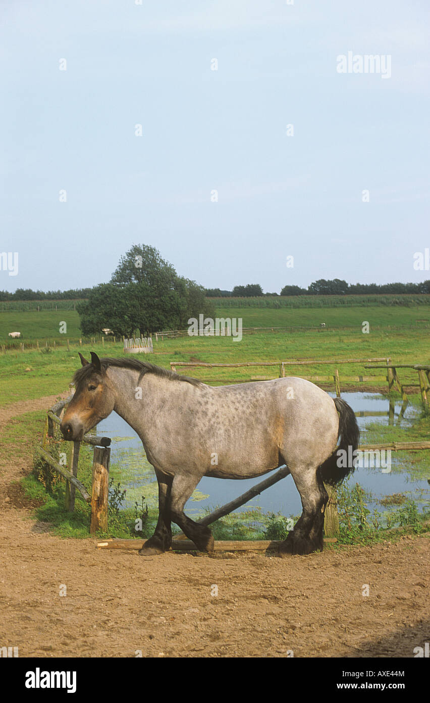Brabant Flamand - article Banque D'Images