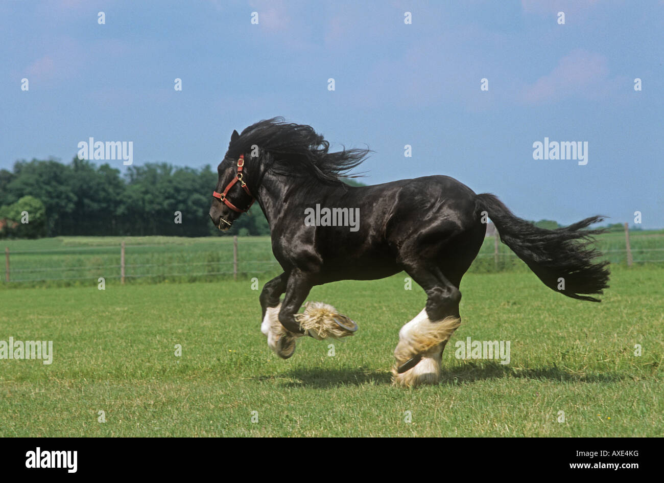 Shire Horse - le galop on meadow Banque D'Images