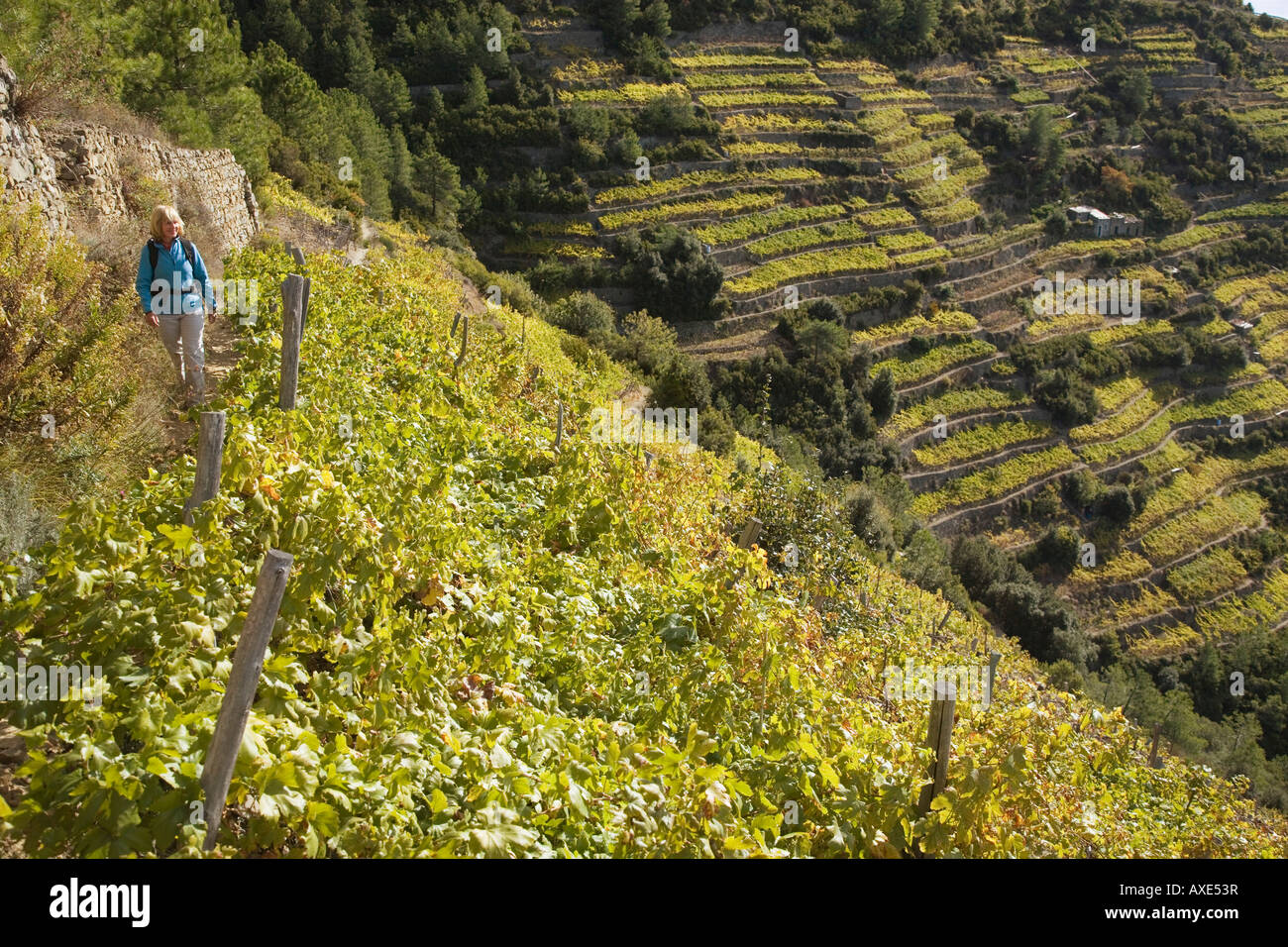 L'Italie, Ligurie, Corniglia, femme randonnées sur les vignes Banque D'Images
