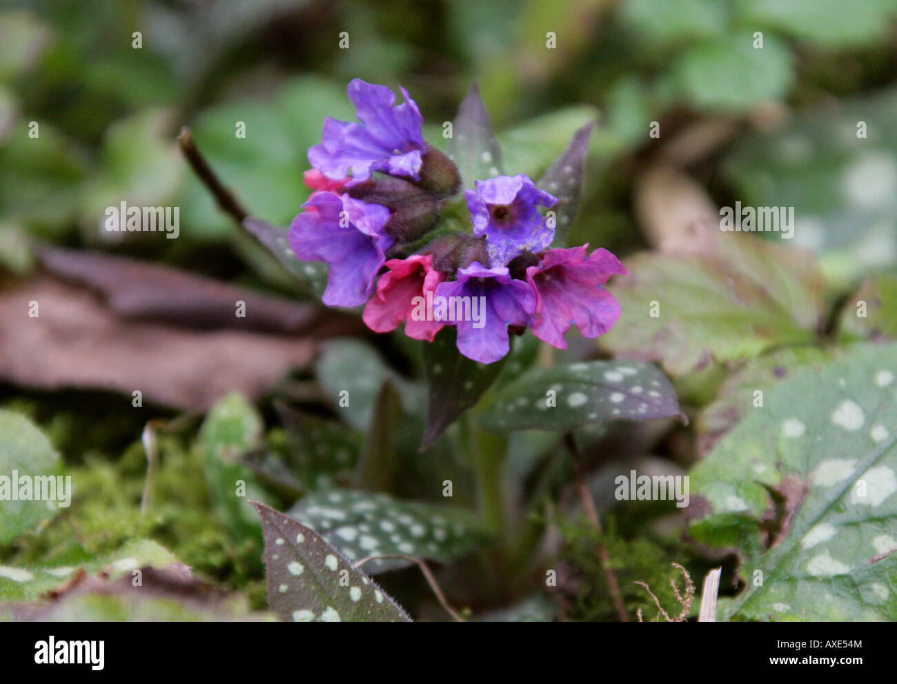 Pulmonaire Pulmonaria officinalis la fleur sauvage Banque D'Images