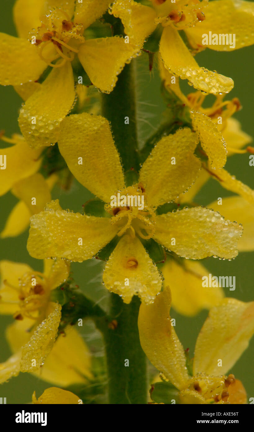 Aigremoine Agrimonia eupatoria close up de fleurons Herts Juin 2007 Banque D'Images