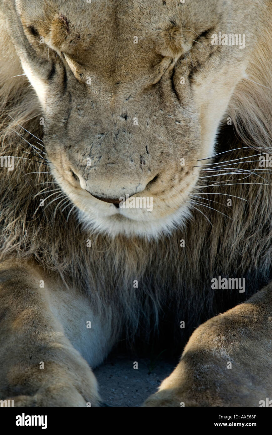 Un portrait d'un jeune lion mâle dans le Kalahari en regardant le sol Banque D'Images