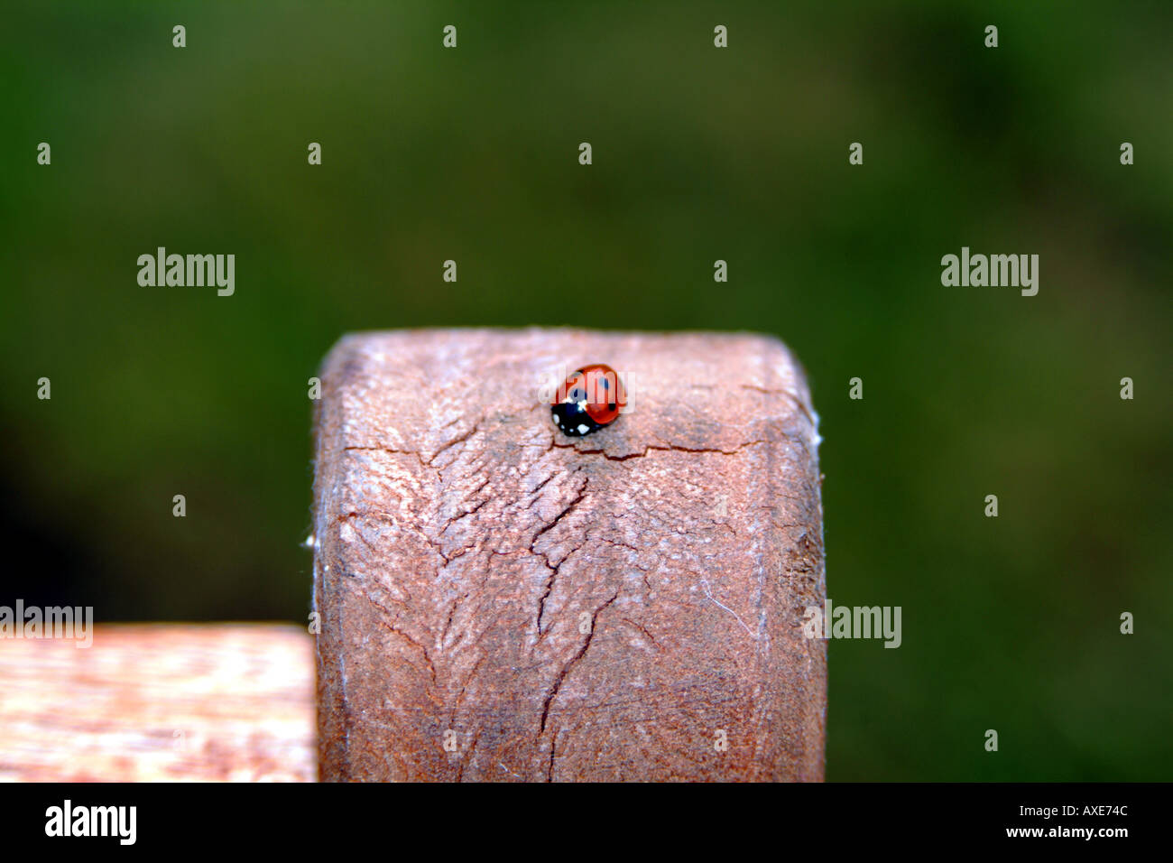 Coccinelle Banque D'Images