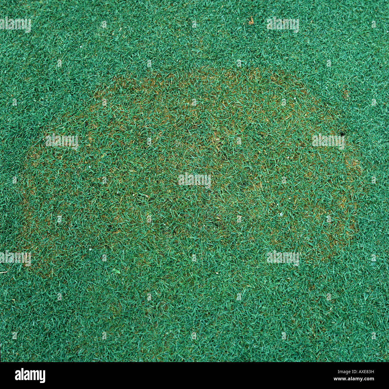 Plaque brune Rhizoctonia solani sur gazon vert golf court Photo Stock -  Alamy
