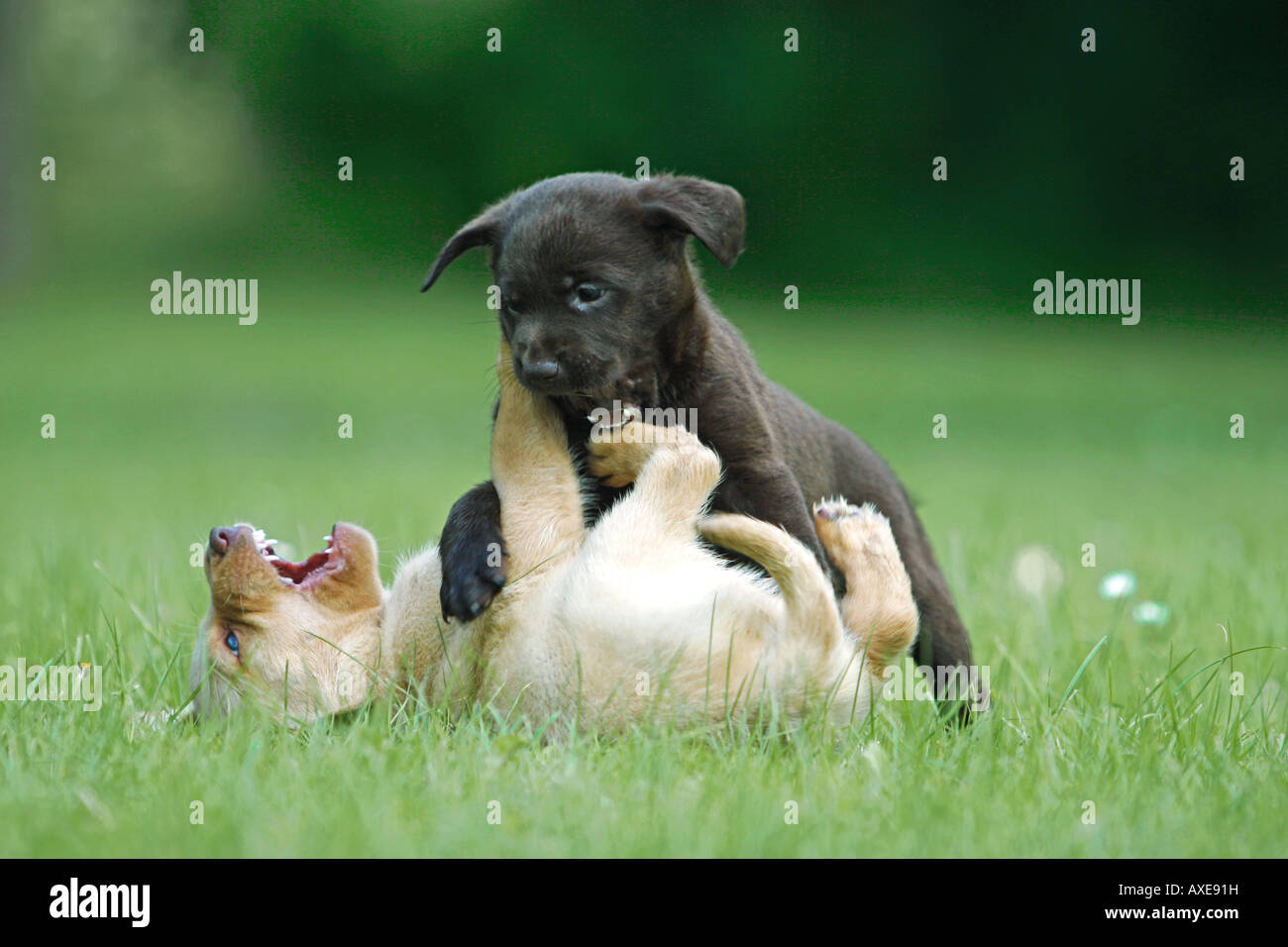 Labrador Retriever, deux chiots jouant sur un pré Banque D'Images