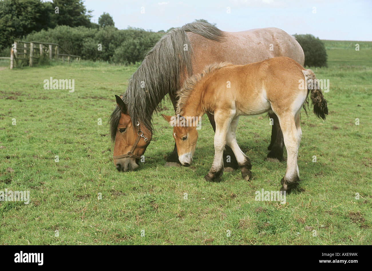 Brabant Flamand - Jument et poulain on meadow Banque D'Images