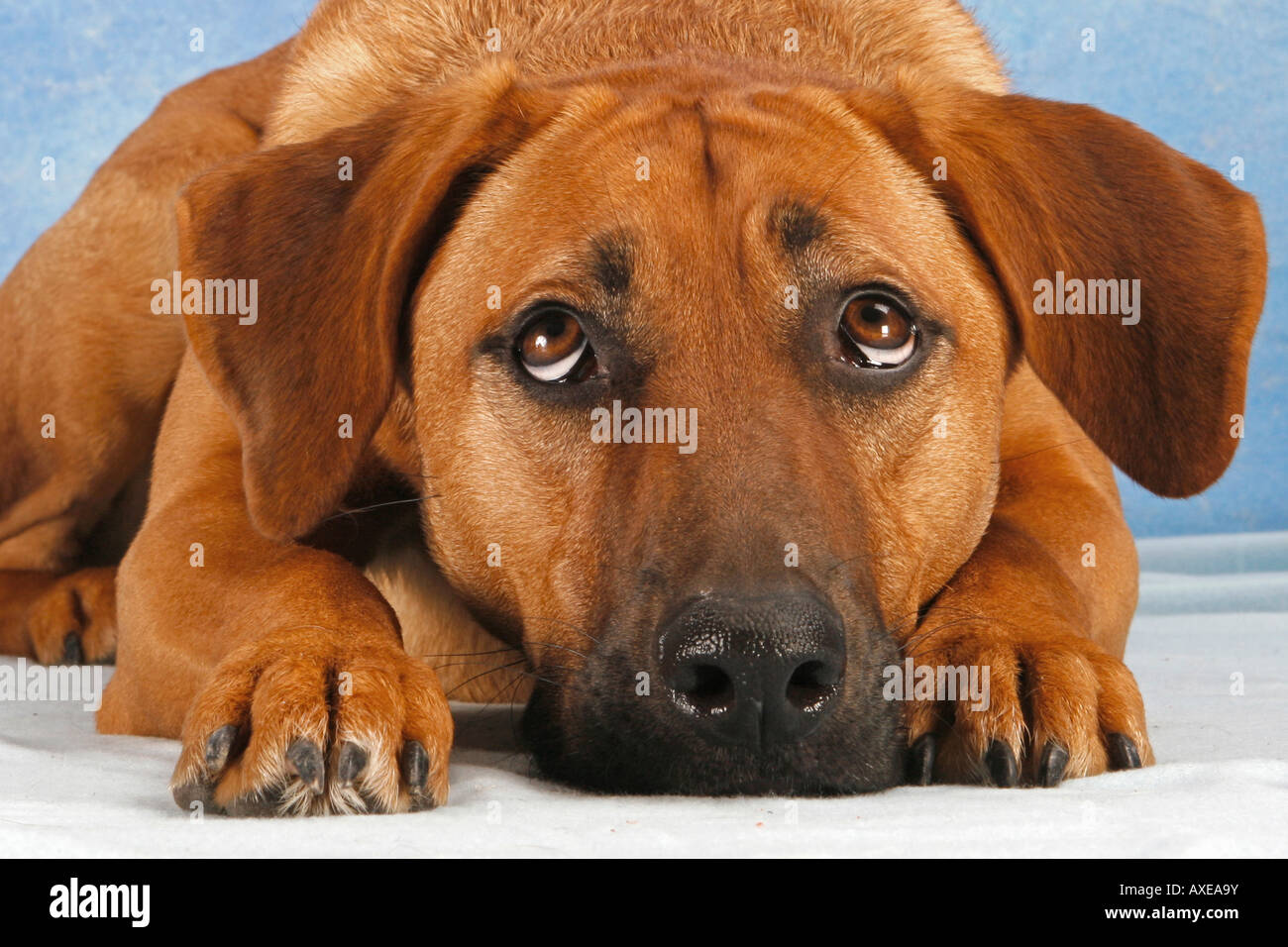 Half Breed dog - lying Banque D'Images
