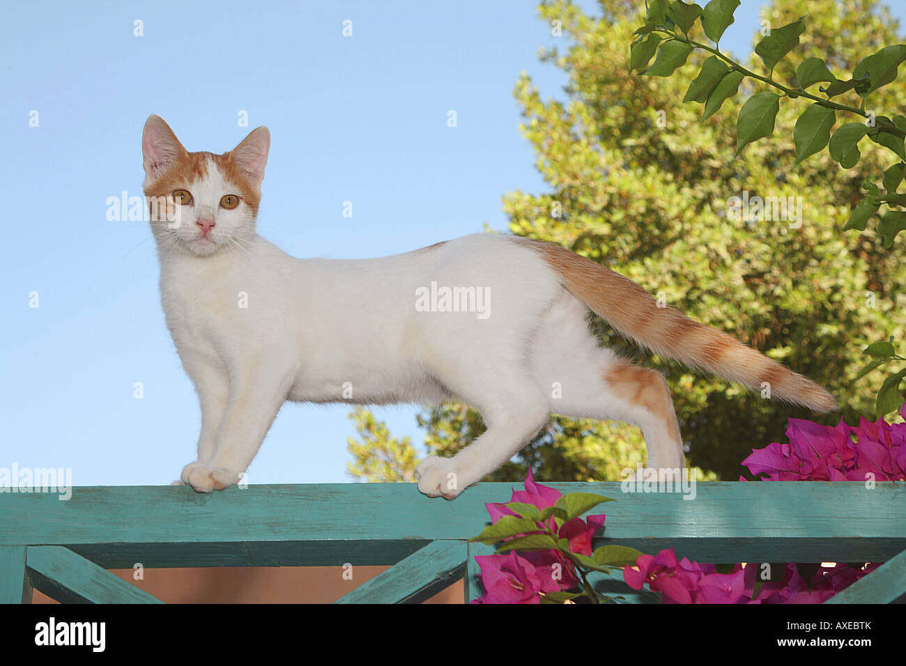 Chat domestique Tabby rouge et adulte blanc debout sur une clôture. Espagne Banque D'Images