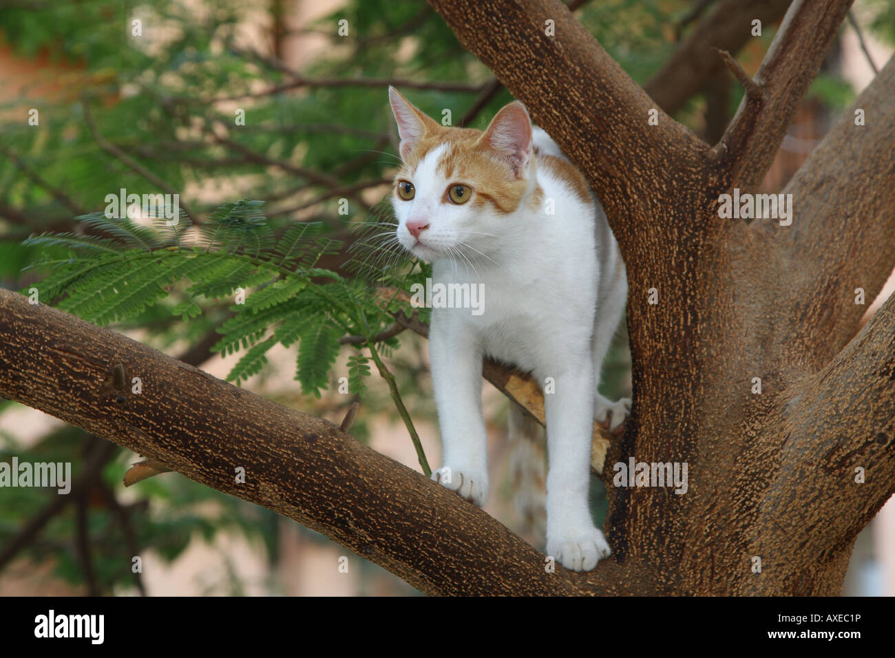 Chat domestique on tree Banque D'Images