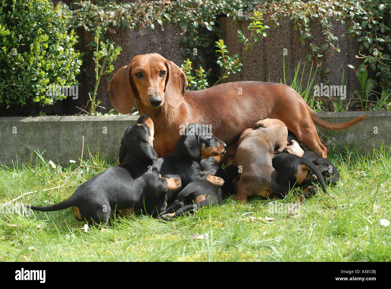Teckel à poil lisse - suckling ses chiots Banque D'Images