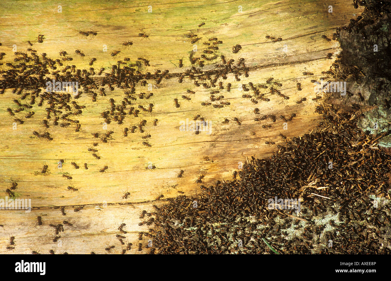 Le sud les fourmis des bois sur bois / Formica rufa Banque D'Images