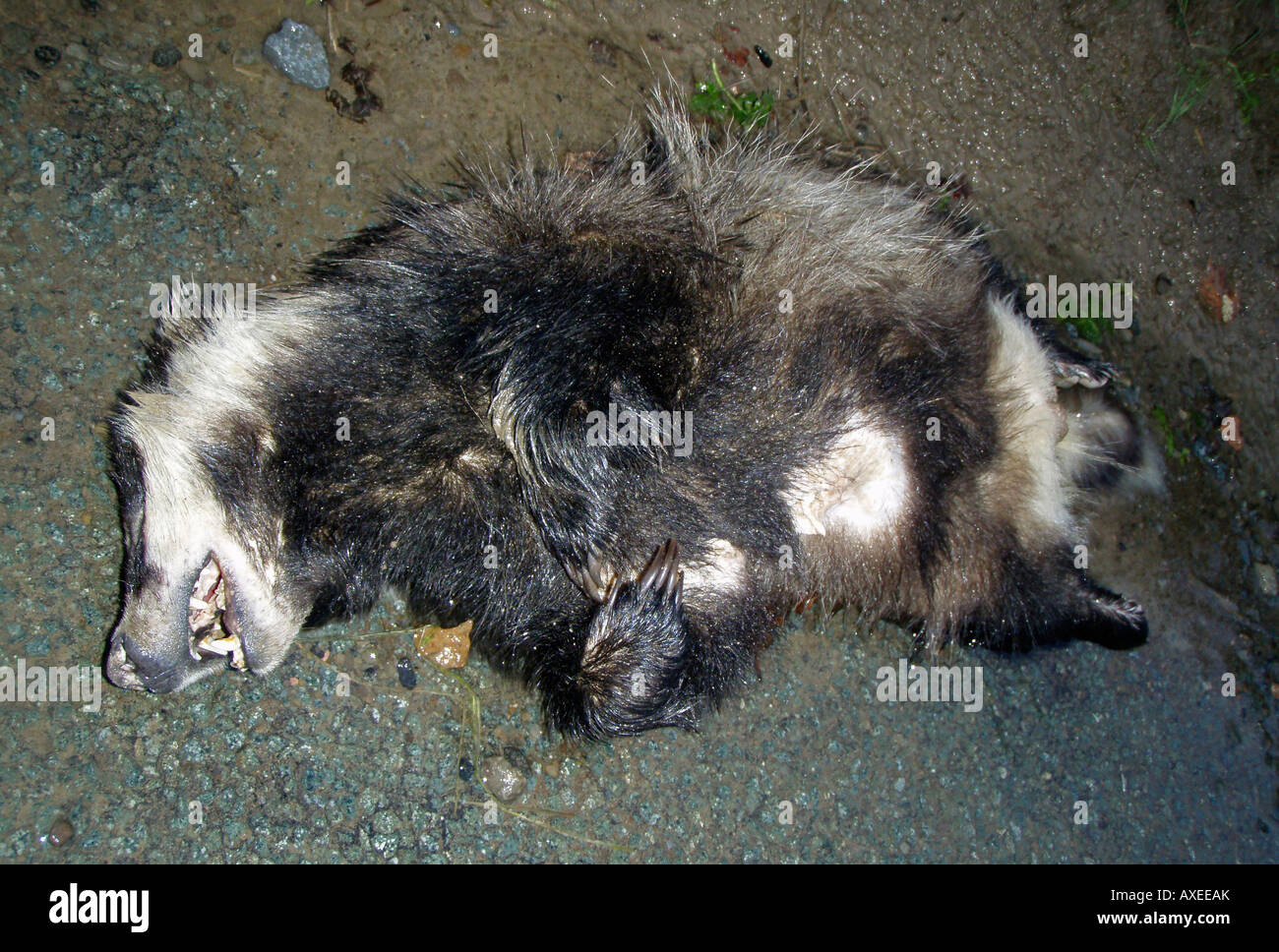 Blaireau mort au bord du chemin Craven Arms Shropshire en Angleterre Banque D'Images