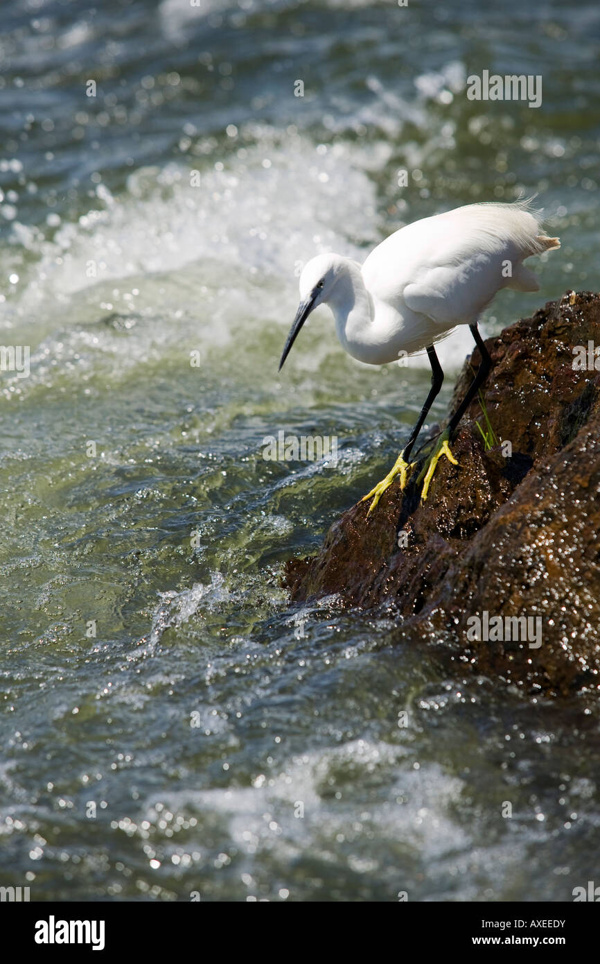 Afrique Ouganda Jinja Aigrette garzette Egretta garzetta poissons le long de la rivière du Nil à chutes de Bujagali, près de la source d'eau Banque D'Images