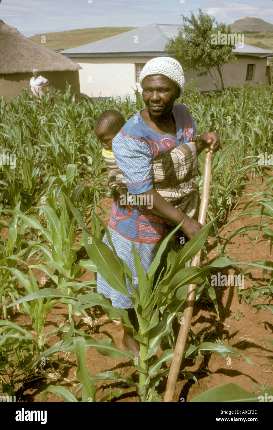 Afrique Afrique Du Sud Femme Porte Bebe Sur Le Dos Tout En Travaillant Dans Les Champs Photo Stock Alamy Afrique Afrique Du Sud Femme Porte Bebe Sur Le Dos Tout En Travaillant Dans Les Champs Photo Stock Alamy
