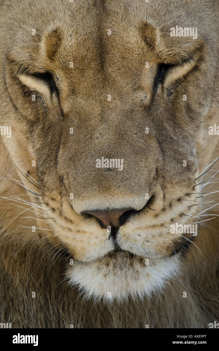 Un petit portrait d'un homme lion dans le Kalahari Banque D'Images