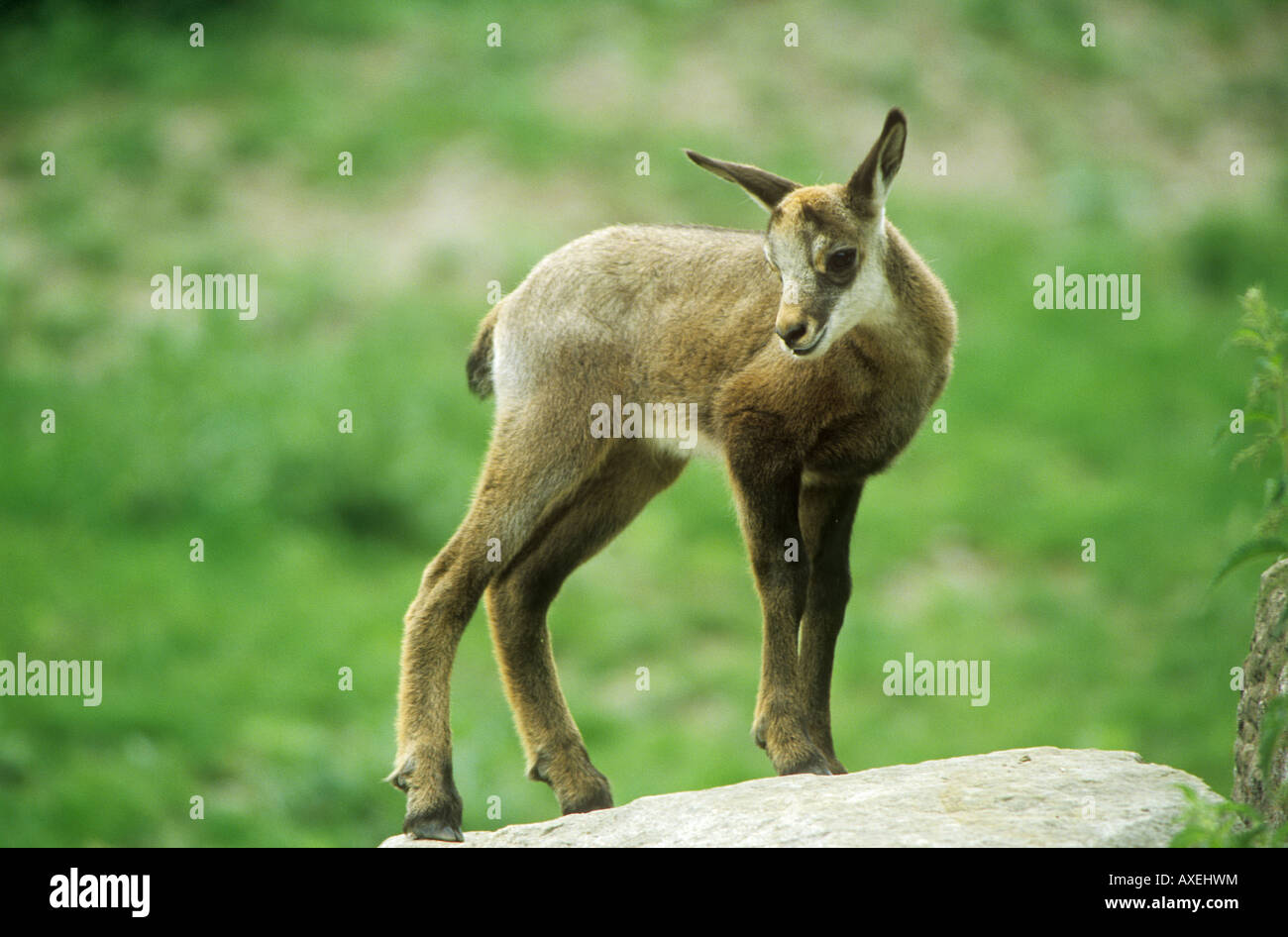 - Faon Chamois Rupicapra rupicapra / permanent Banque D'Images