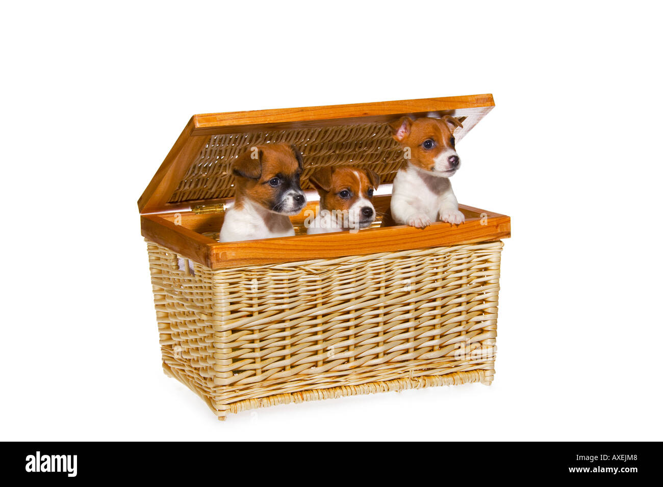 Groupe de trois semaine sept brun et blanc vieux Jack Russell Terrier chiots dans panier en osier sur fond blanc. JMH1959 Banque D'Images