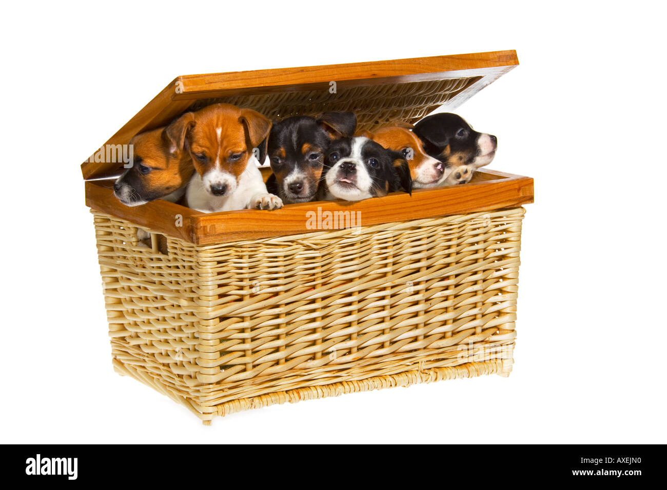 Groupe de six noir marron et blanc 7 semaine vieux Jack Russell Terrier chiots dans panier en osier sur fond blanc. JMH1963 Banque D'Images