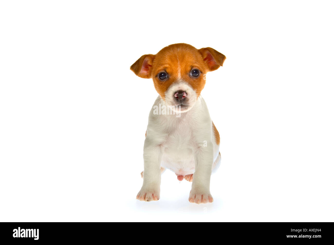 Brown et blanc 7 semaine vieux Jack Russell Terrier puppy sur fond blanc assis avec les oreilles en regardant la caméra. JMH1964 Banque D'Images