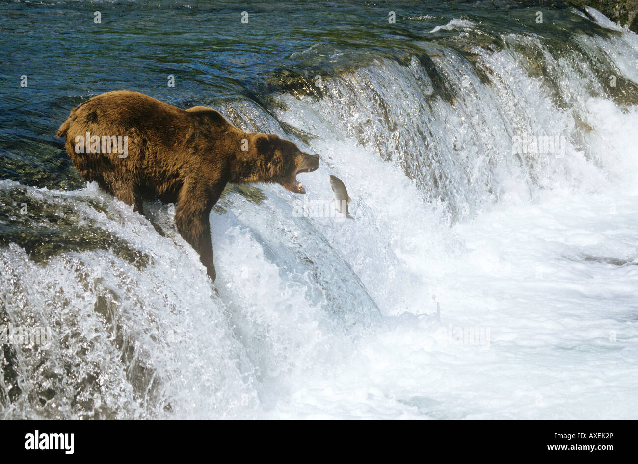 Ours brun dans l'eau - la capture du poisson / Ursus arctos Banque D'Images