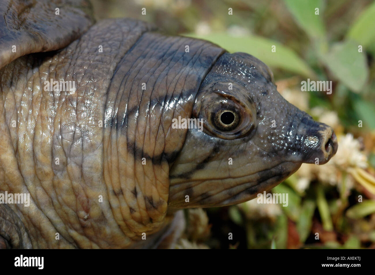 REPTILE, tête de tortue tortue à carapace molle. Photographié dans le district de Pune, Maharashtra, Inde. Banque D'Images