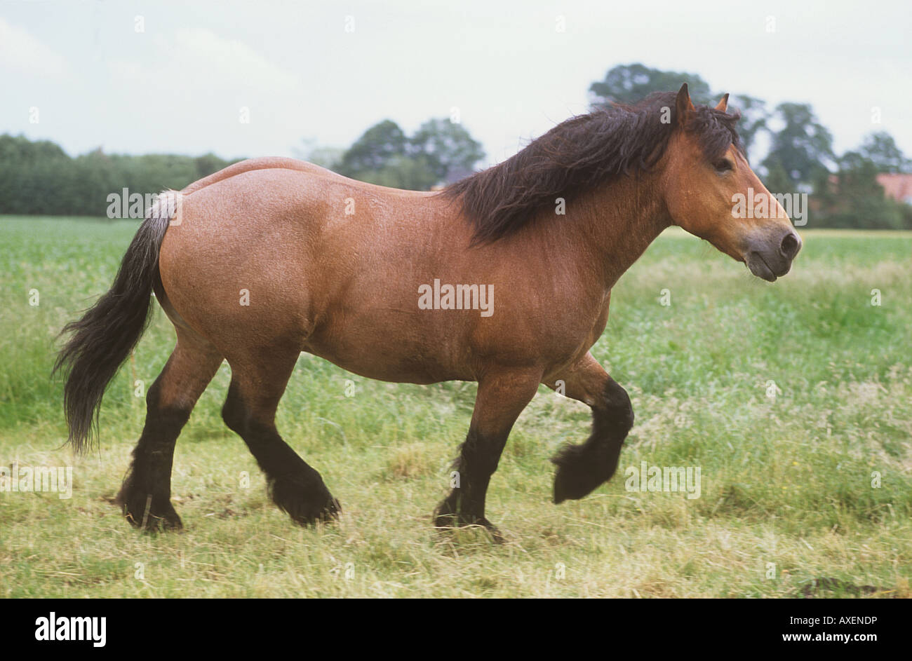 Brabant Flamand - Walking on meadow Banque D'Images