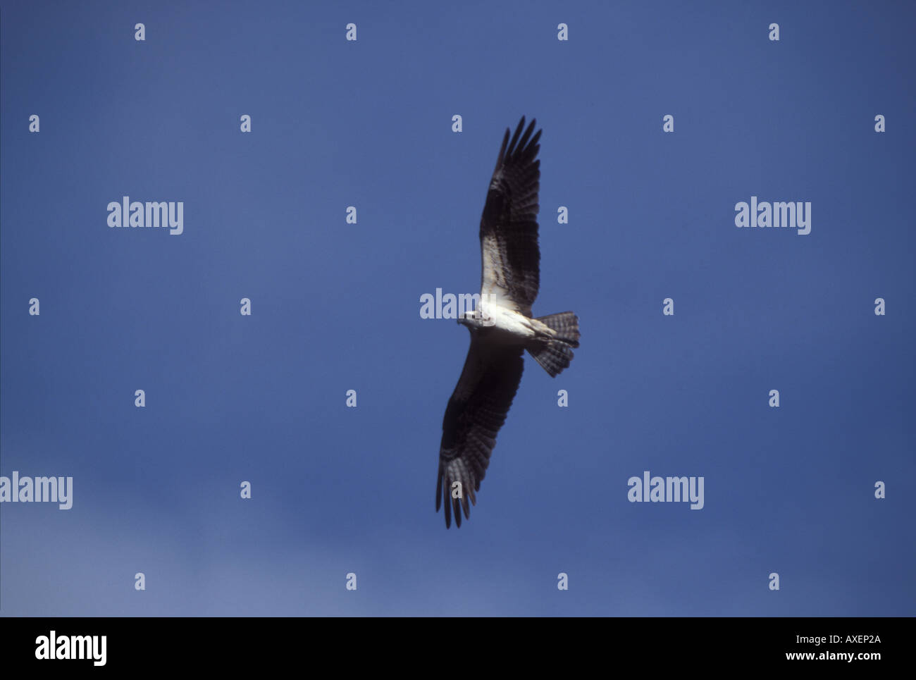 Dans halieetus Pandioan Osprey Rivière Kobuk vol Alaska Banque D'Images
