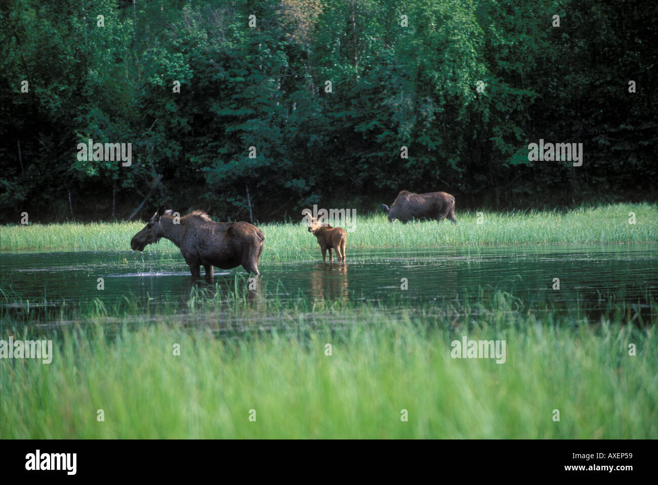 Moose alces alces vaches avec l'alimentation des veaux dans l'étang de la rivière Chena valely Alaska Banque D'Images