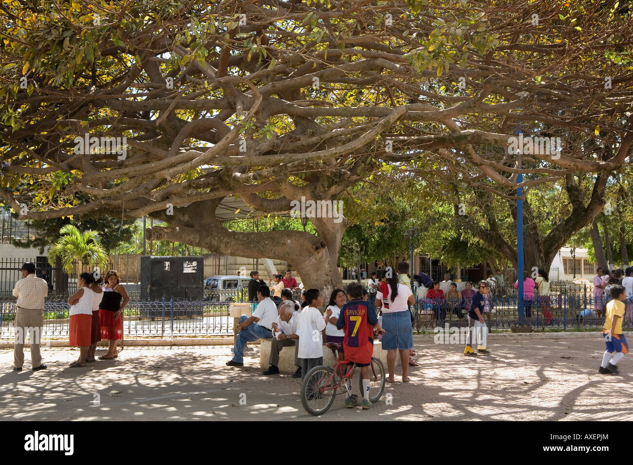 Grand arbre en place du village de Concepcion de Ataco El Salvador Banque D'Images