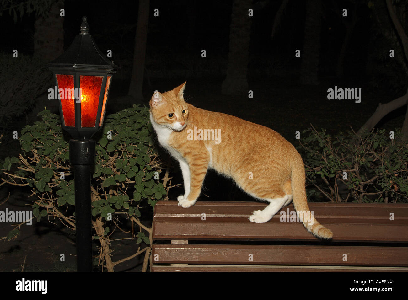Un chat domestique est debout sur un banc à côté d'une lanterne de jardin la nuit Banque D'Images