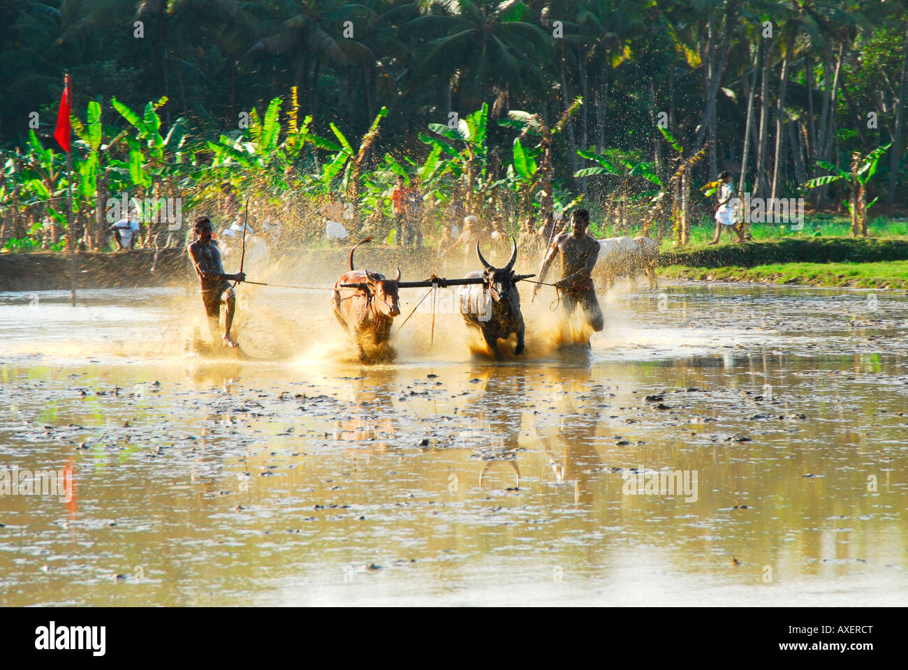 Bull,course,Kerala Inde Banque D'Images