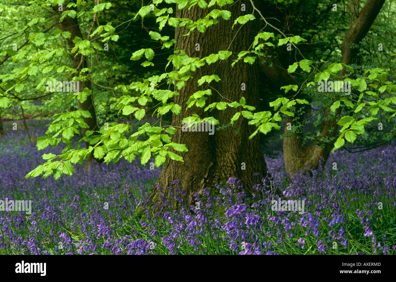 En Hêtre Bois Bluebell graveleux, Hill, North Downs, près de Caterham, Surrey, England, UK Banque D'Images