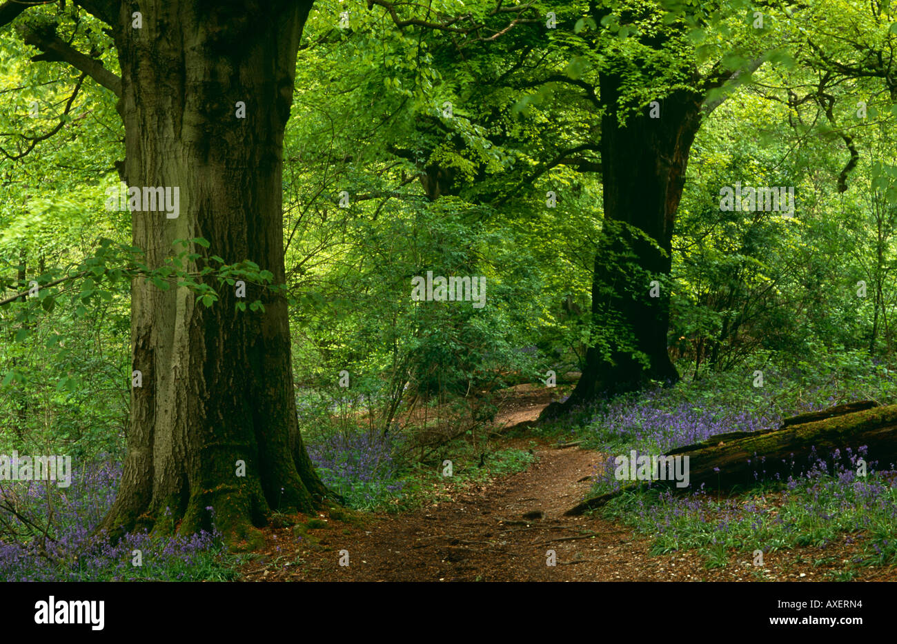 Bois Bluebell graveleux, Hill, North Downs, près de Caterham, Surrey, England, UK Banque D'Images
