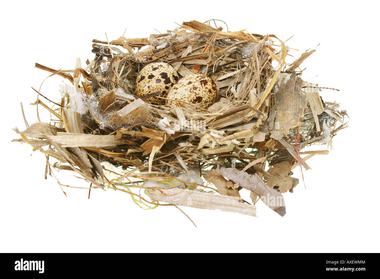 Deux oeufs de caille en nest isolated on white Banque D'Images