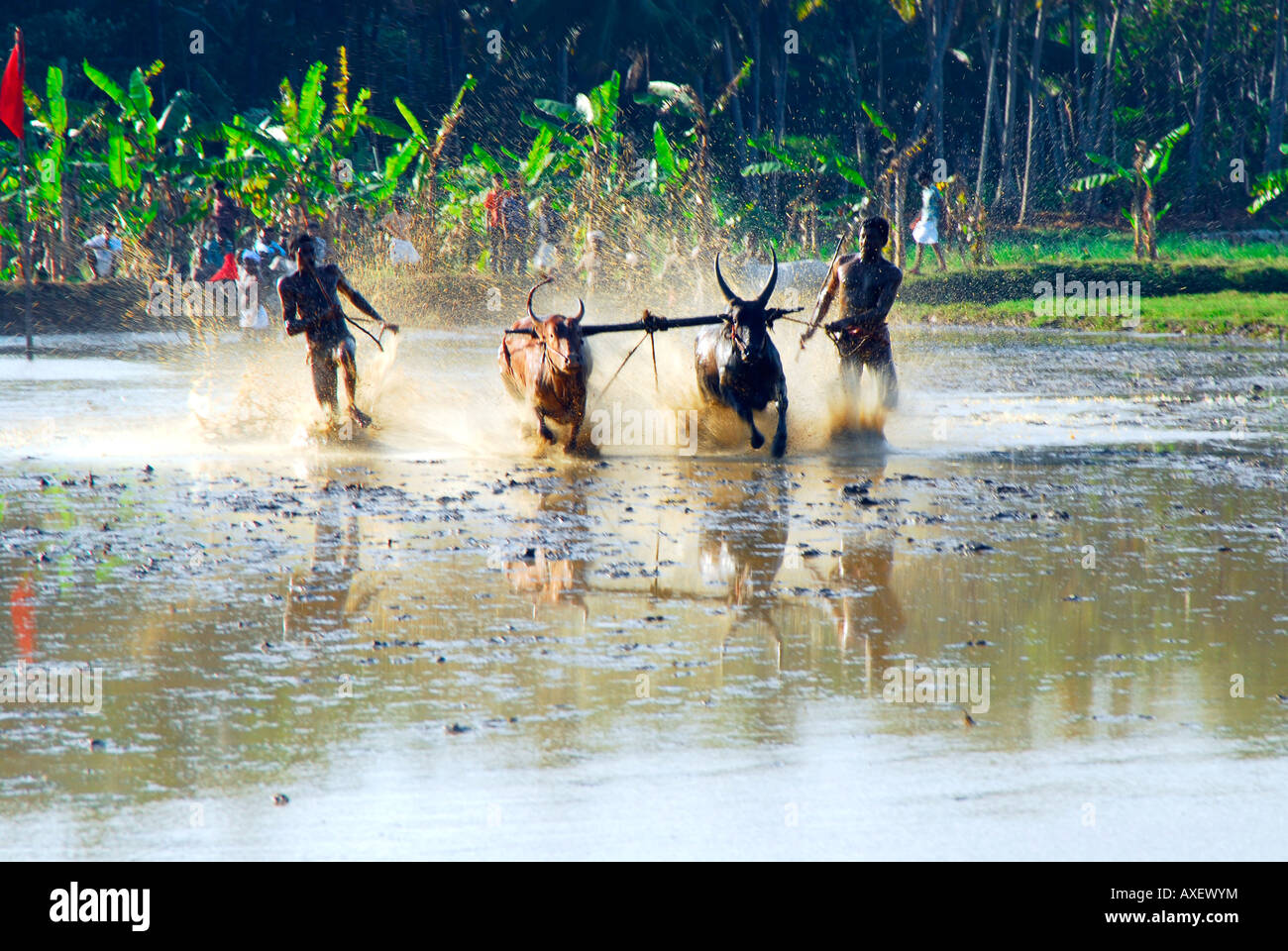 Bull,course,Kerala Inde Banque D'Images