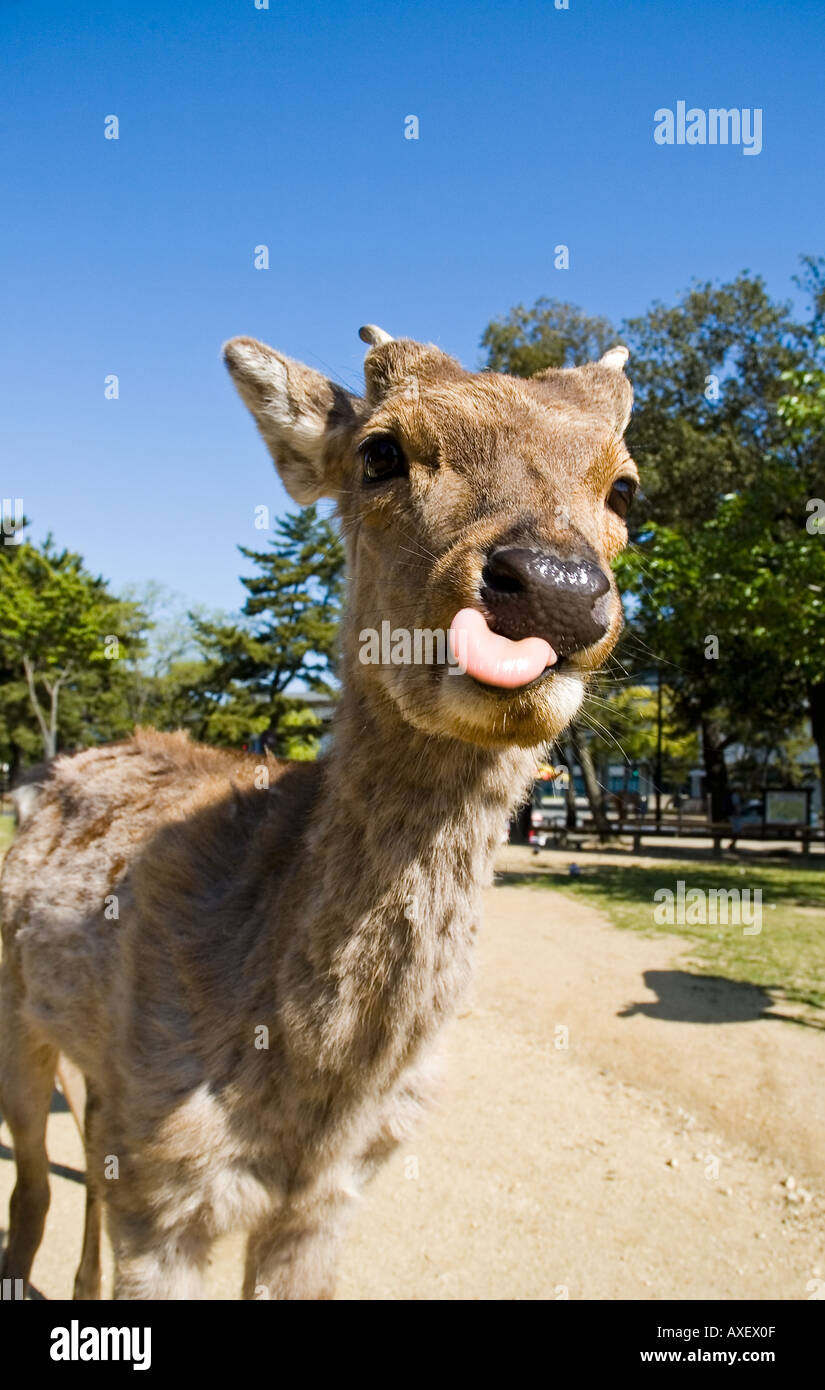 Mais le cerf sauvage apprivoisés errent librement dans le Parc de Nara Nara Japon Banque D'Images