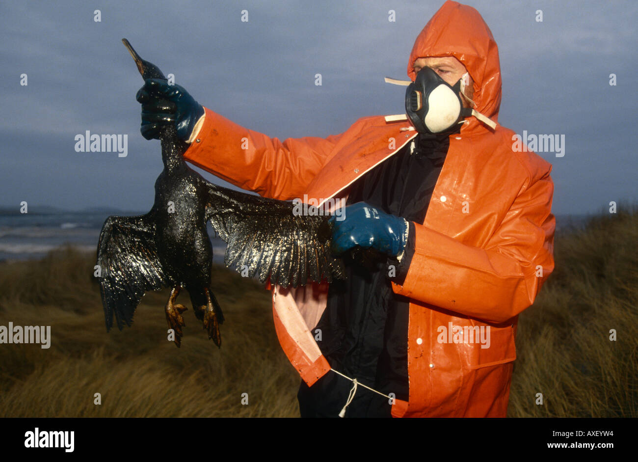 Un travailleur de l'environnement bénévoles affiche un Cormorant bird huilé après un déversement de pétrole et de pollution de la côte écossaise du Shetland Banque D'Images