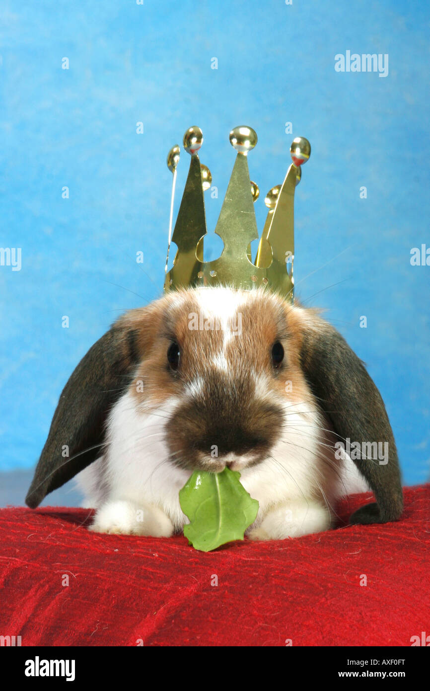 Lop-eared lapin nain avec couronne, manger une feuille Banque D'Images
