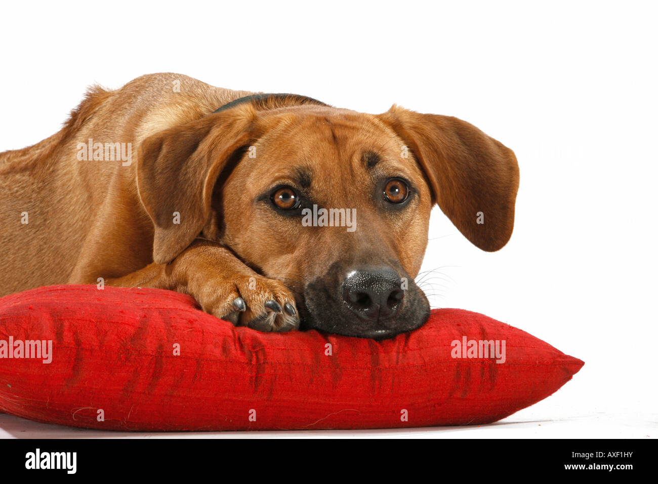 Half Breed dog - lying on pillow Banque D'Images