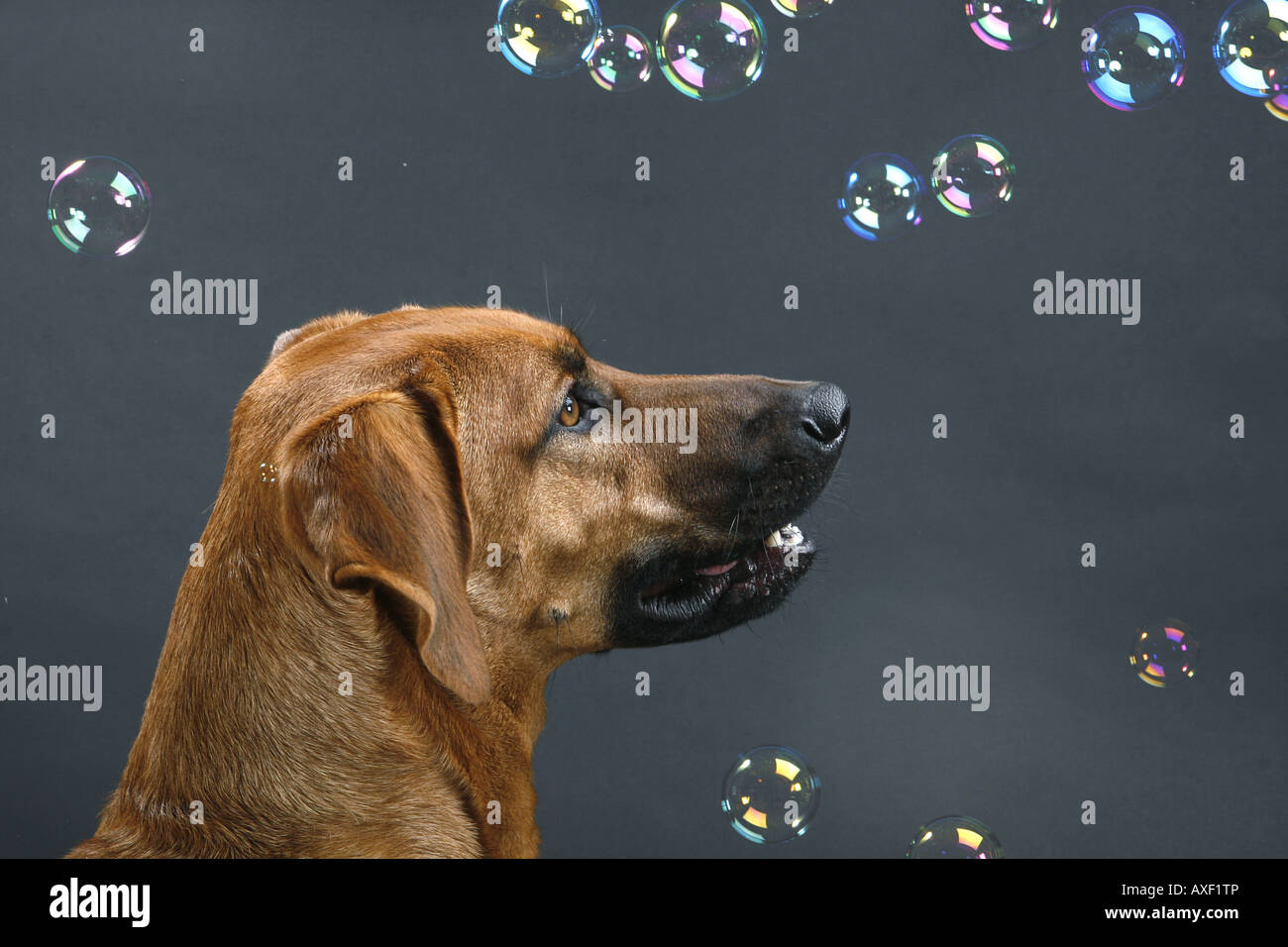 Half Breed chien regardant les bulles de savon Banque D'Images