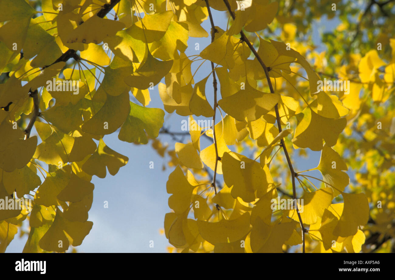 arbre Ginko Banque D'Images