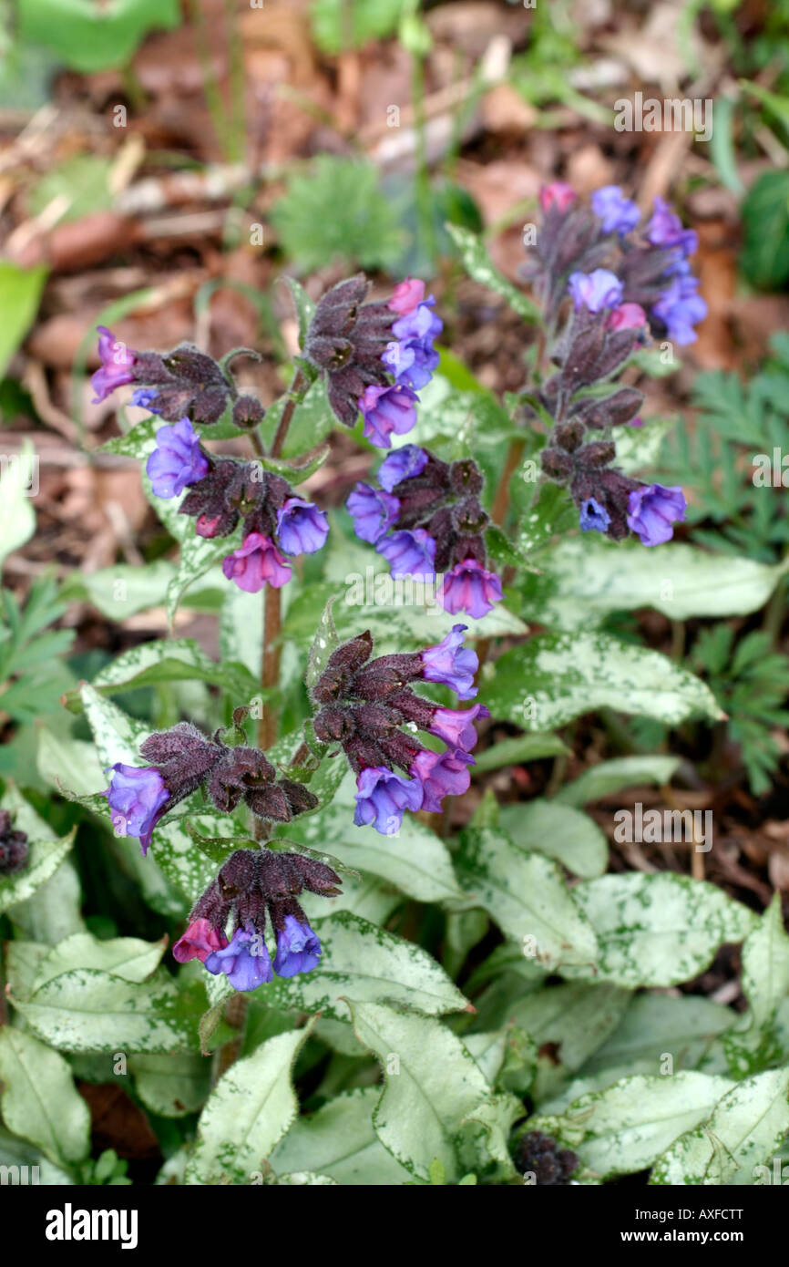 PULMONARIA DIANA CLARE Banque D'Images