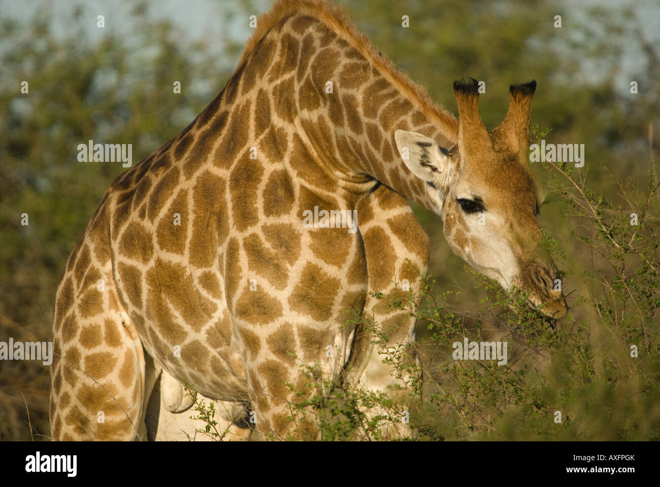 Une girafe se pencher en avant pour naviguer sur un arbre épineux dans la brousse sud-africaine Banque D'Images