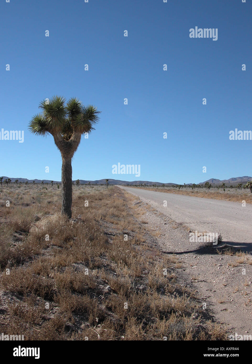 Un Joshua Tree, un désert cactus, monte la garde sur le marié road près de la zone 51 de l'USAF. Banque D'Images