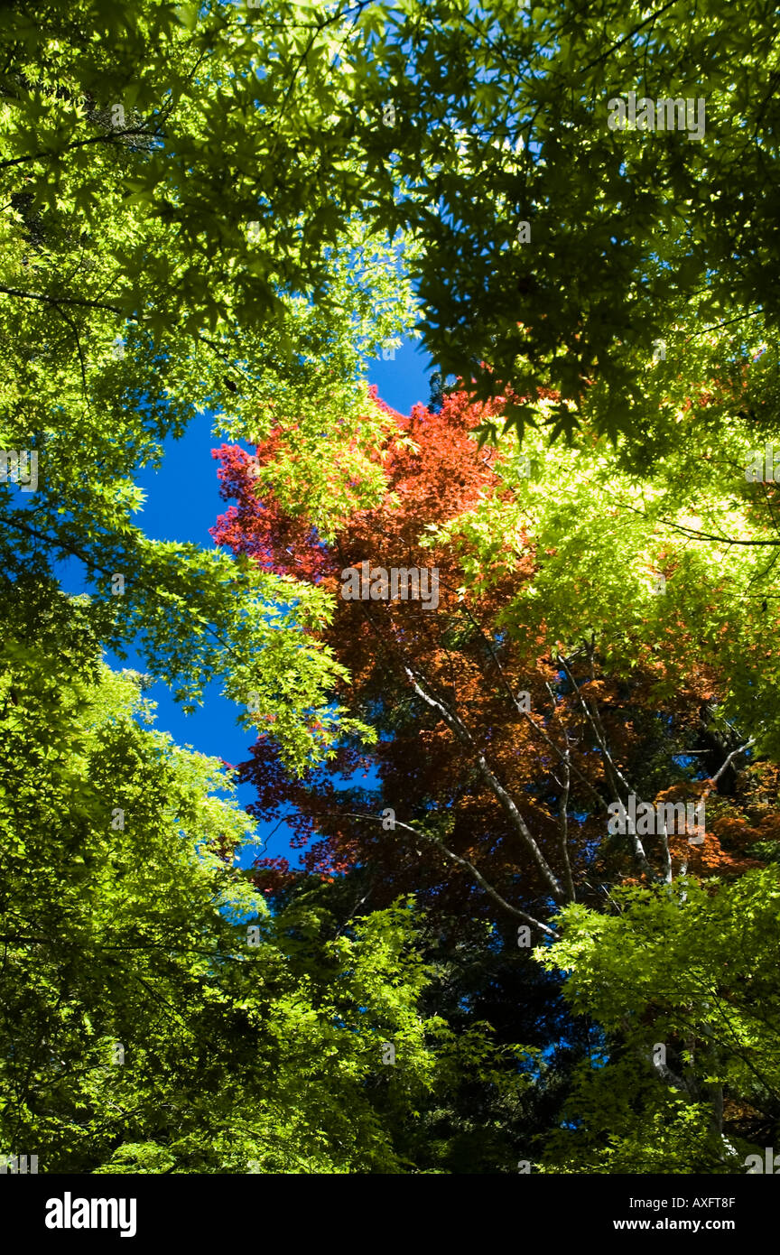 Les arbres colorés pour atteindre le ciel à la base du Mont Misen Japon Miyajima Banque D'Images