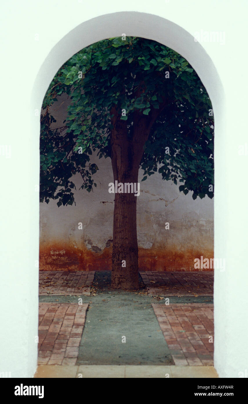 Encadrée par un arc de l'arbre dans le musée du timbre ou Museo de Philatelica de Oaxaca, Oaxaca, Mexique Banque D'Images